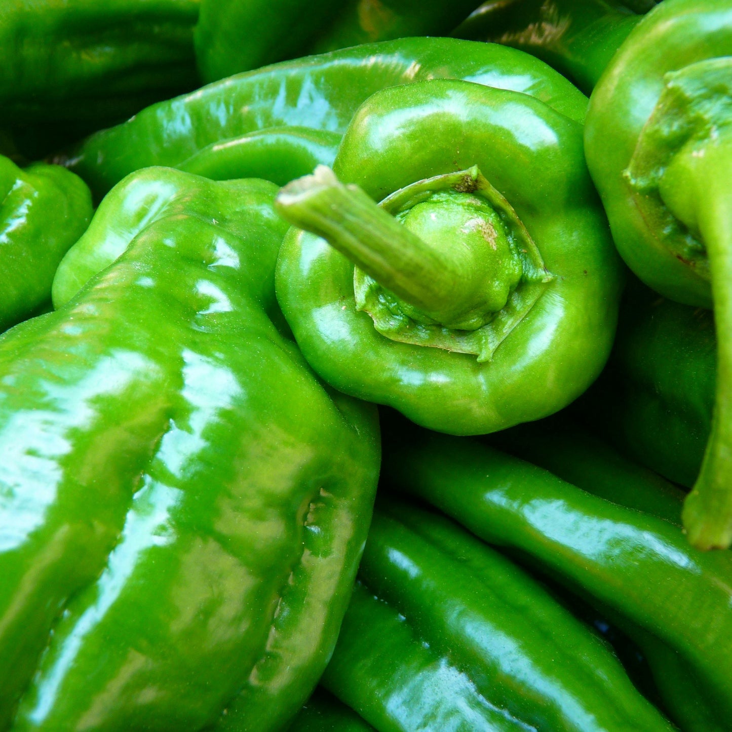 Green Bell Pepper